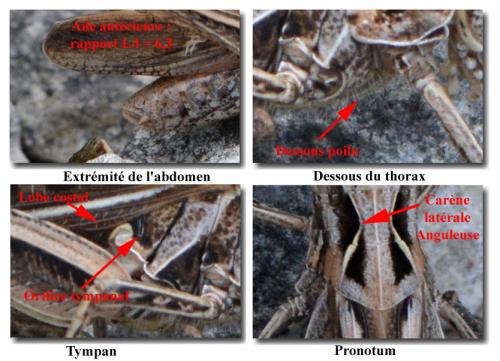 Chorthippus sp.