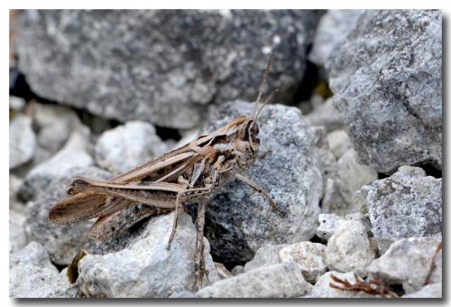 Chorthippus sp.