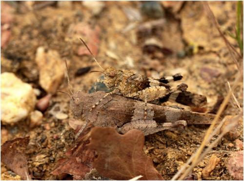 Réf. 147 748 : Oedipoda caerulescens caerulescens