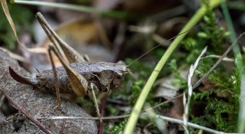 Pholidoptera griseoaptera