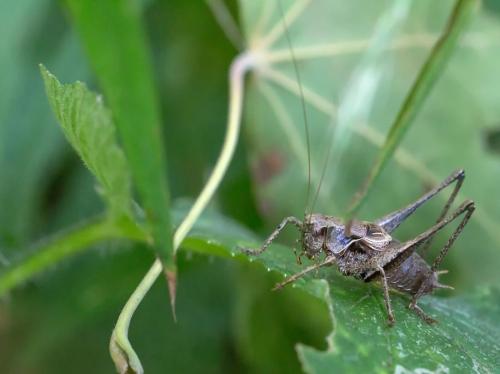 Pholidoptera griseoaptera