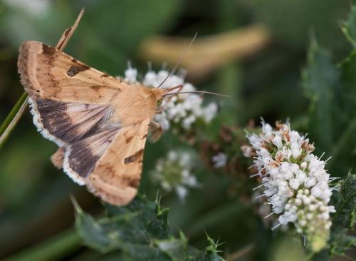 Réf. 147 201 : Heliothis peltigera