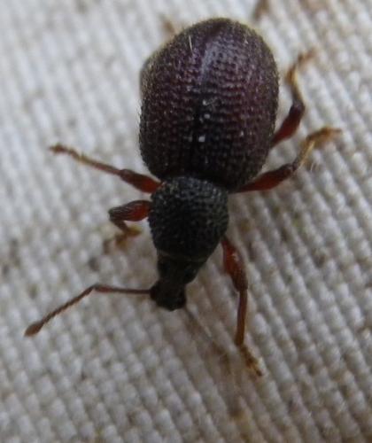 Otiorhynchus rugosostriatus