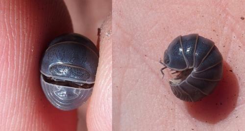 Armadillo officinalis