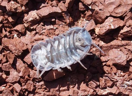 Armadillo officinalis
