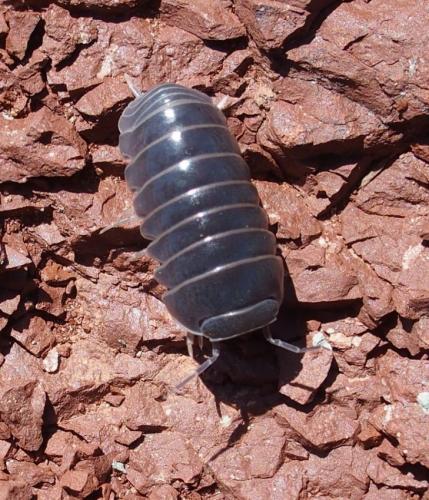 Armadillo officinalis