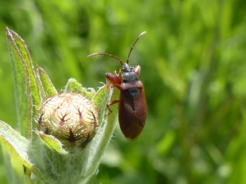 Gastrodes grossipes