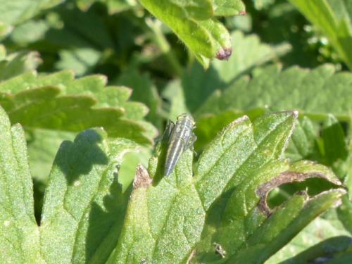 Réf. 147 561 : Cicadella viridis