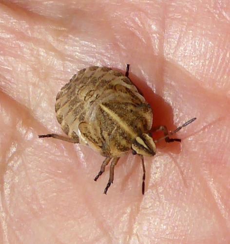 Graphosoma italicum