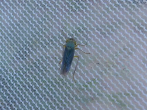 Cicadella viridis