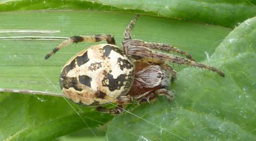 Larinioides cornutus
