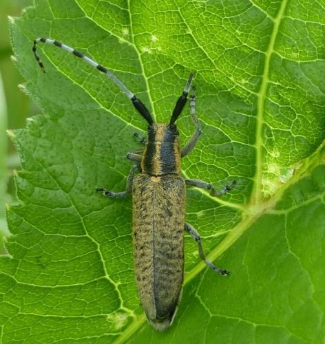 Agapanthia villosoviridescens