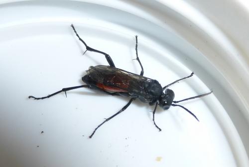 Macrophya annulata