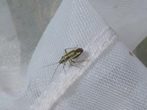 Stenotus binotatus