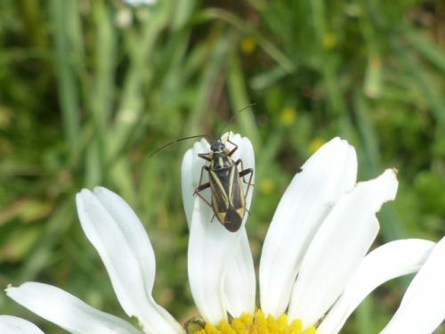 Réf. 147 780 : Hadrodemus m-flavum