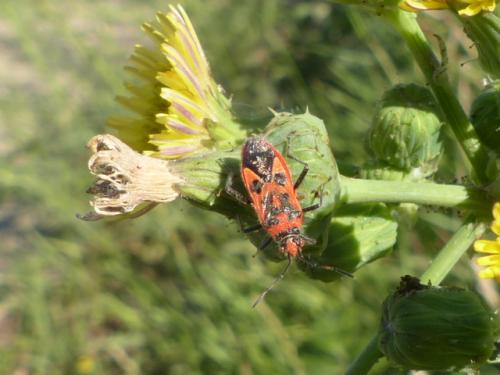 Corizus hyoscyami hyoscyami