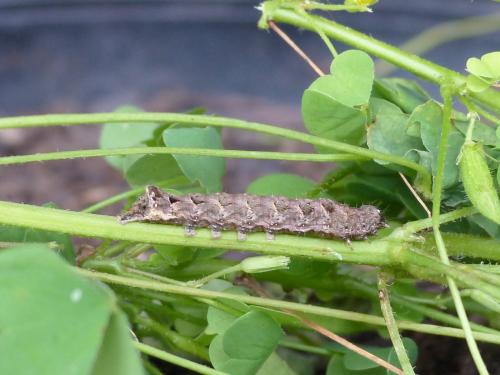 Réf. 147 986 : Axylia putris