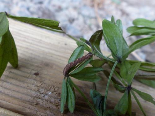 Epirrhoe alternata