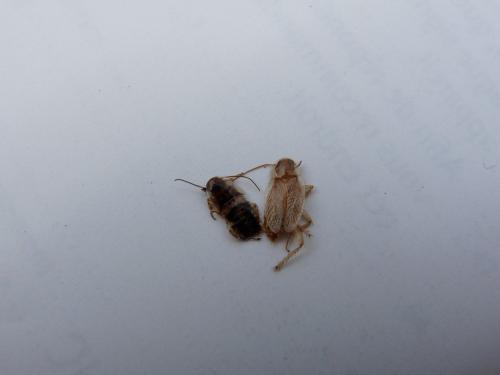 Planuncus vinzi