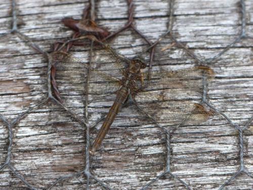 Orthetrum coerulescens