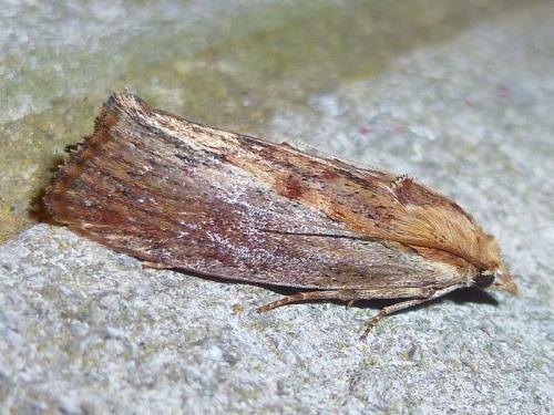 Galleria mellonella