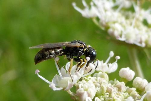 Lindenius albilabris