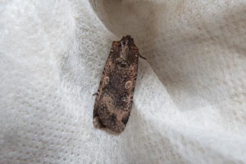 Réf. 147 619 : Peridroma saucia
