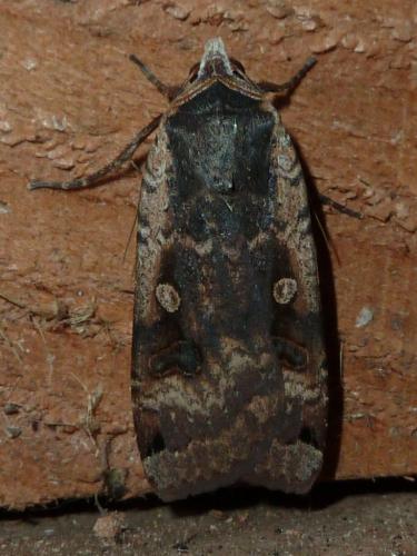 Réf. 147 987 : Noctua pronuba