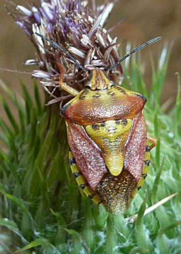 Carpocoris purpureipennis