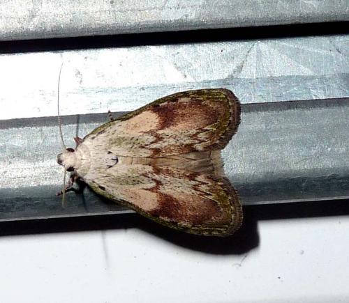 Réf. 147 024 : Aphomia sociella