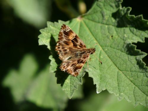 Carcharodus alceae