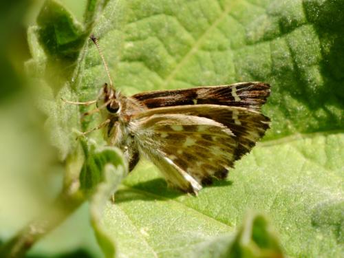 Carcharodus alceae