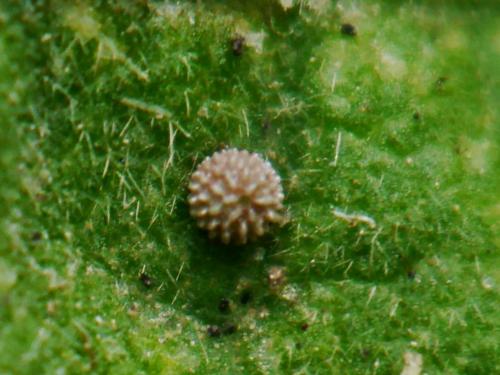Réf. 147 062 : Carcharodus alceae