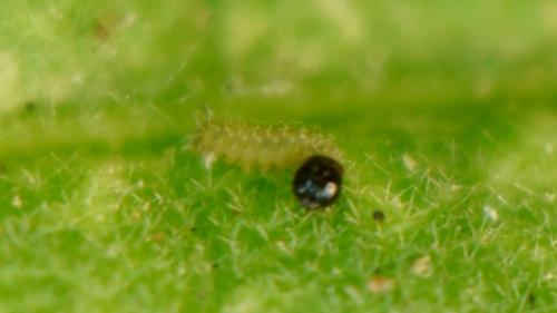 Carcharodus alceae