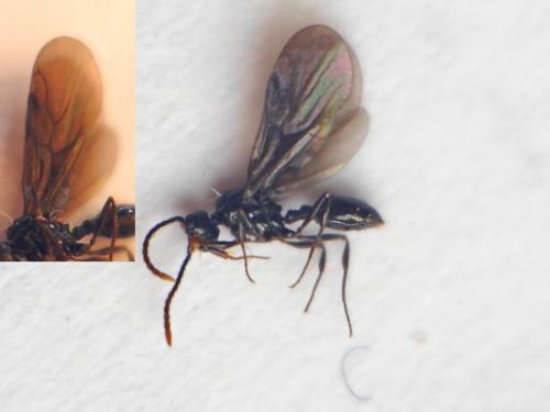 Myrmecina graminicola