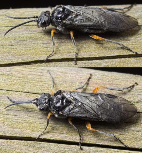 Réf. 147 434 : Dolerus puncticollis