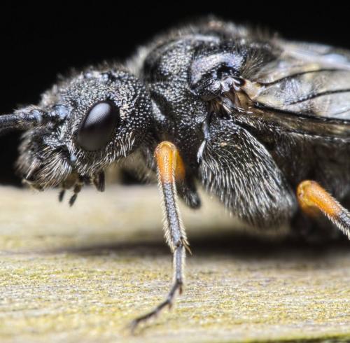 Réf. 147 433 : Dolerus puncticollis
