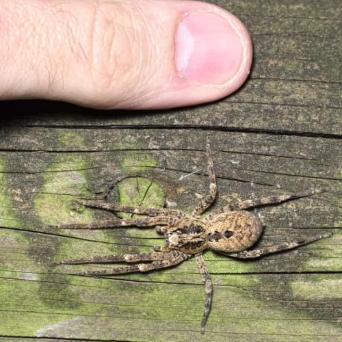 Zoropsis spinimana