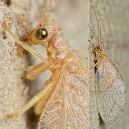 Micromus lanosus