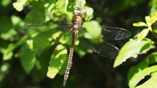 Réf. 147 536 : Aeshna mixta