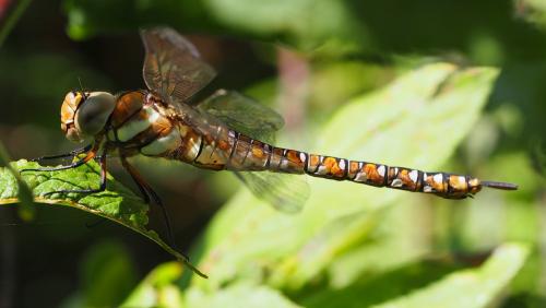 Réf. 147 658 : Aeshna mixta