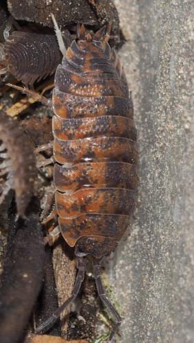 Porcellio scaber