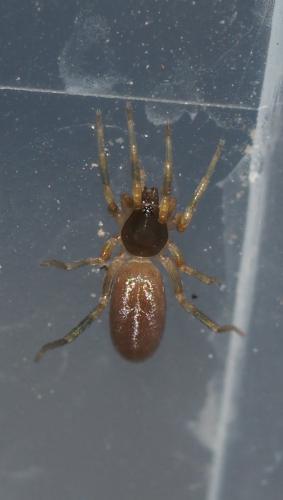 Harpactea hombergi