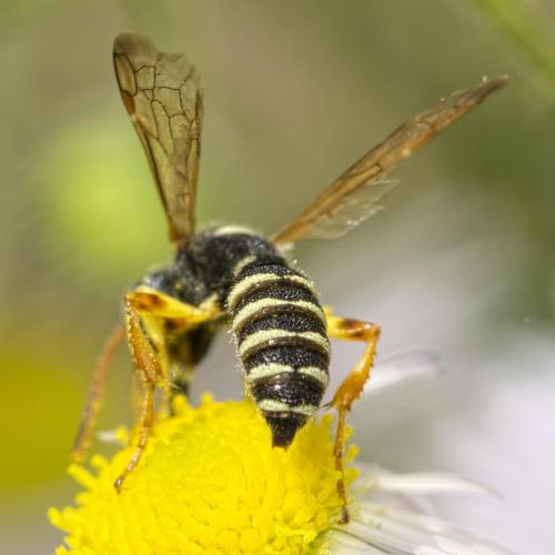 Réf. 147 136 : Cerceris interrupta