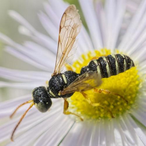 Réf. 147 135 : Cerceris interrupta