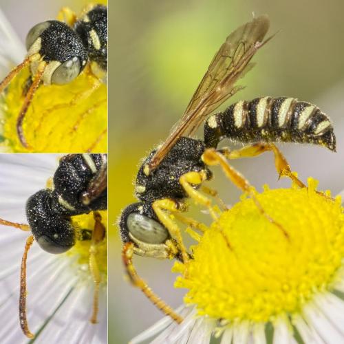 Cerceris interrupta