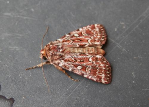 Réf. 147 930 : Lycophotia porphyrea