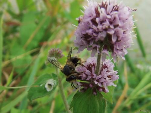 Andrena sp.