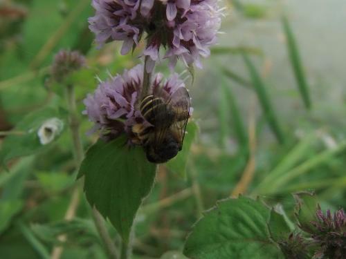 Andrena sp.
