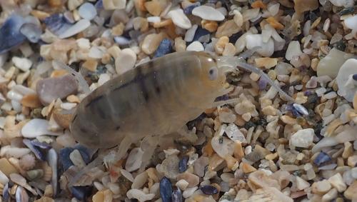 Talitrus saltator